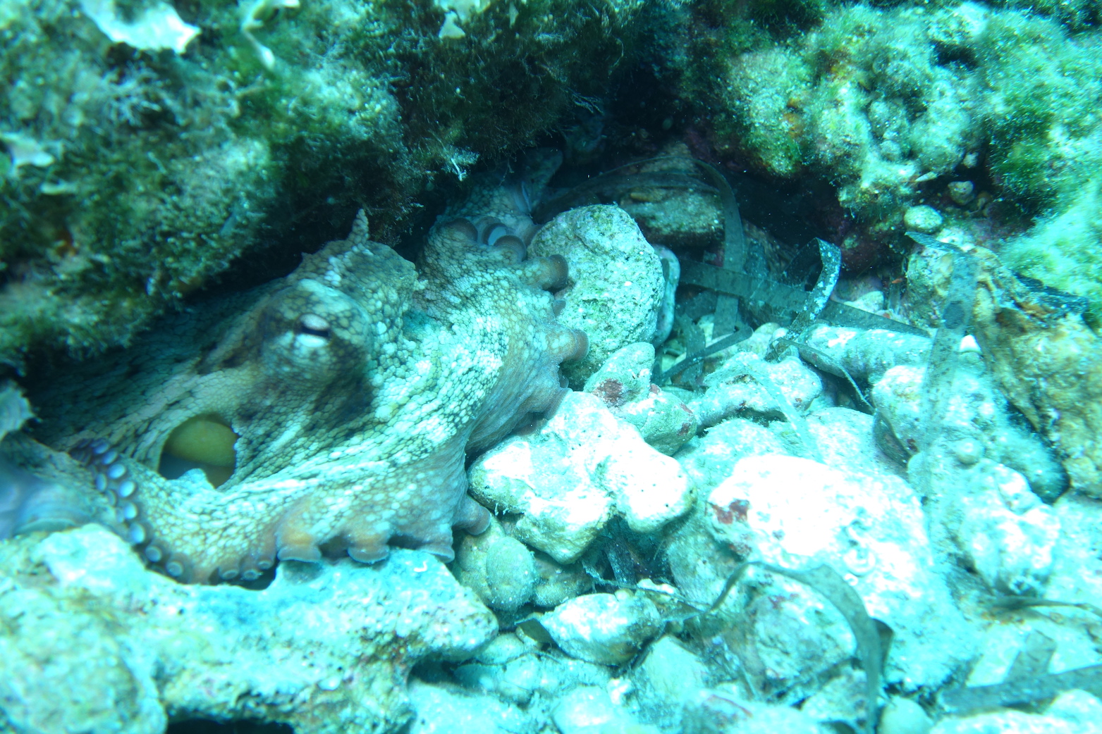 Common Octopus Octopus vulgaris bluemantadiving